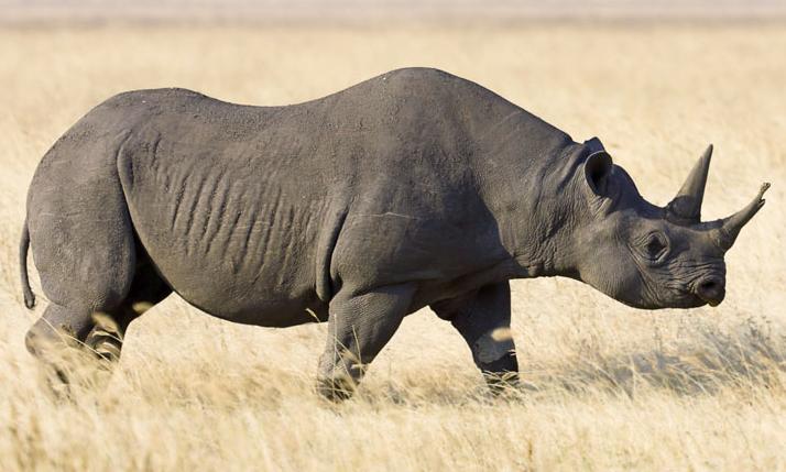 badak hitam spesies afrika